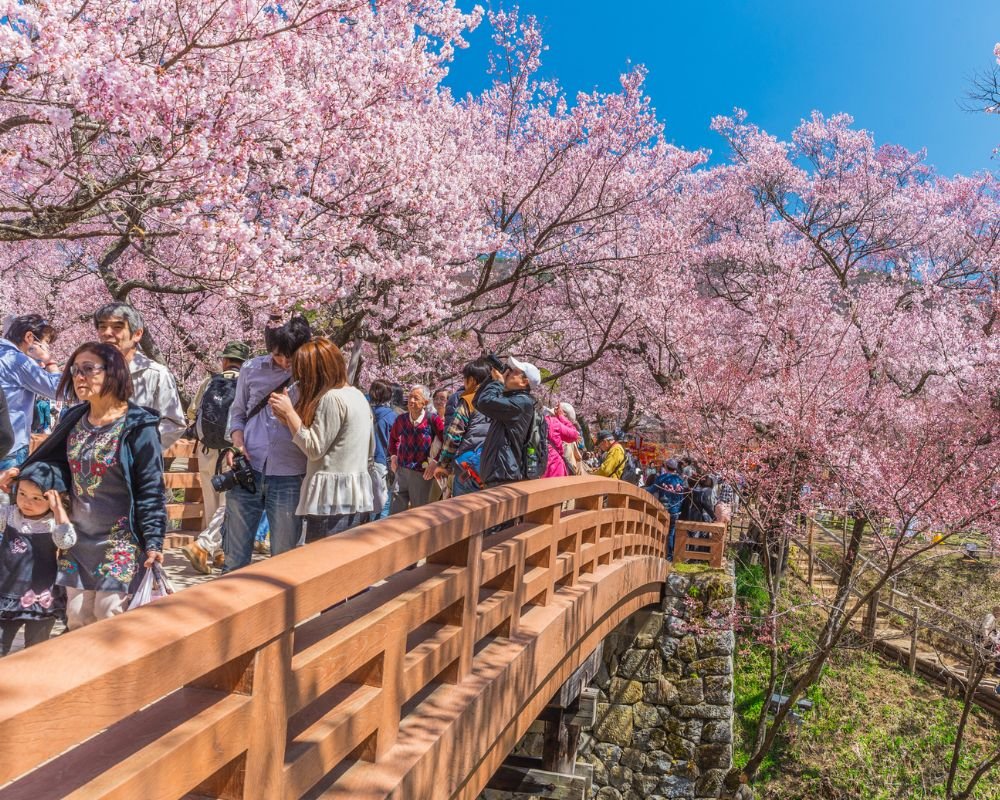 🌳 풀피리 언덕(사쿠라 쿠사부에노오카) 이미지 8